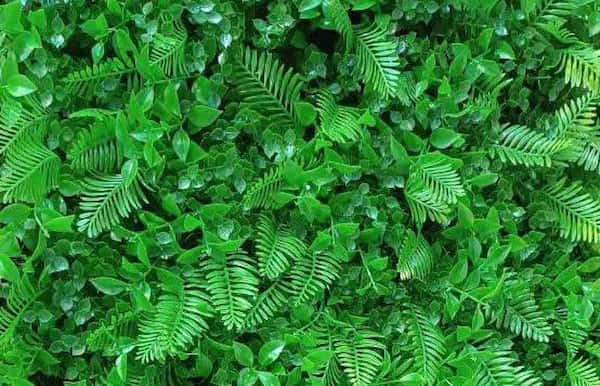 تصویر 3 از قیمت گرین وال سیکاس + خرید باور نکردنی